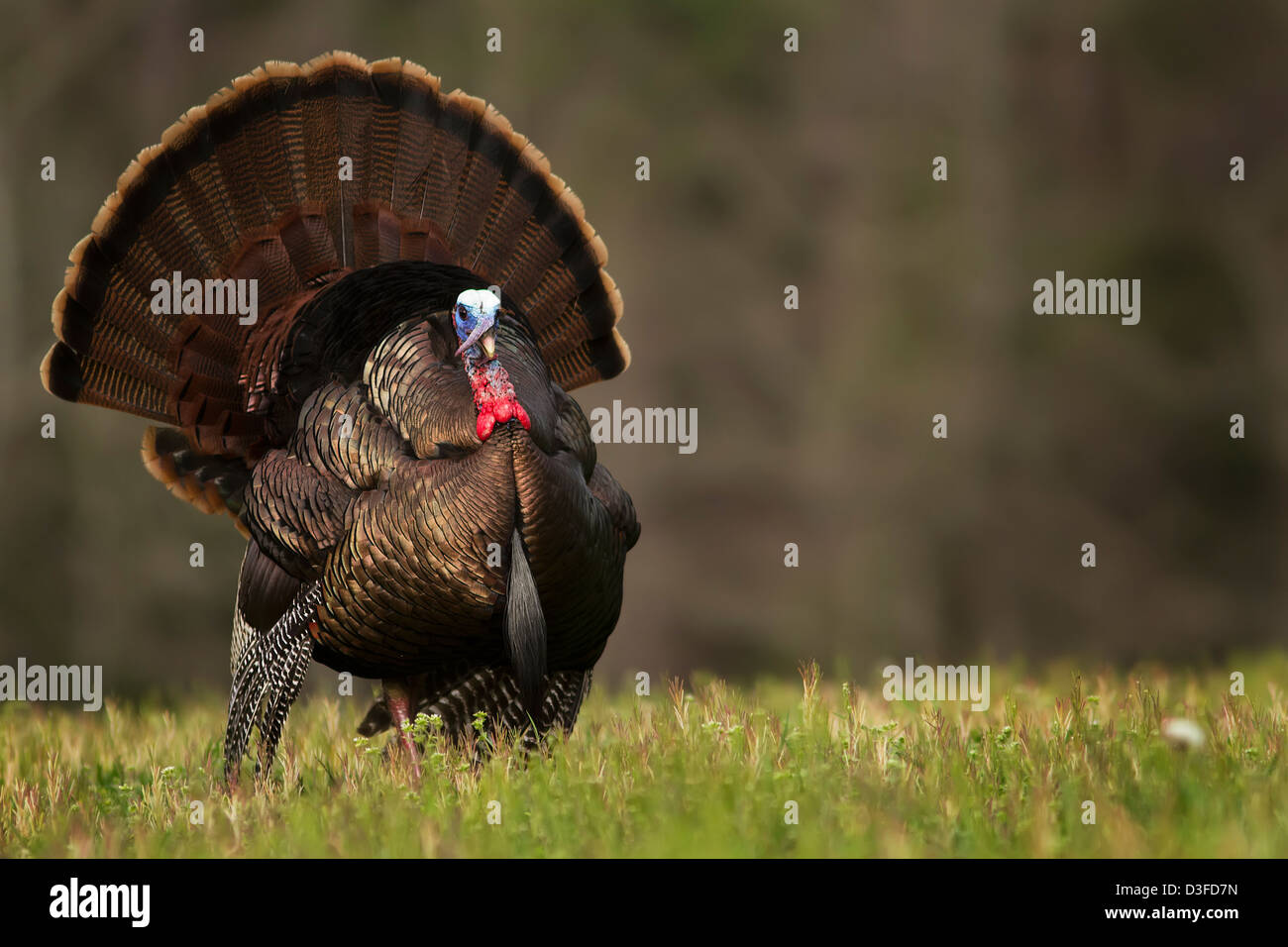 Un selvaggio tom turchia strutting in un campo Foto Stock