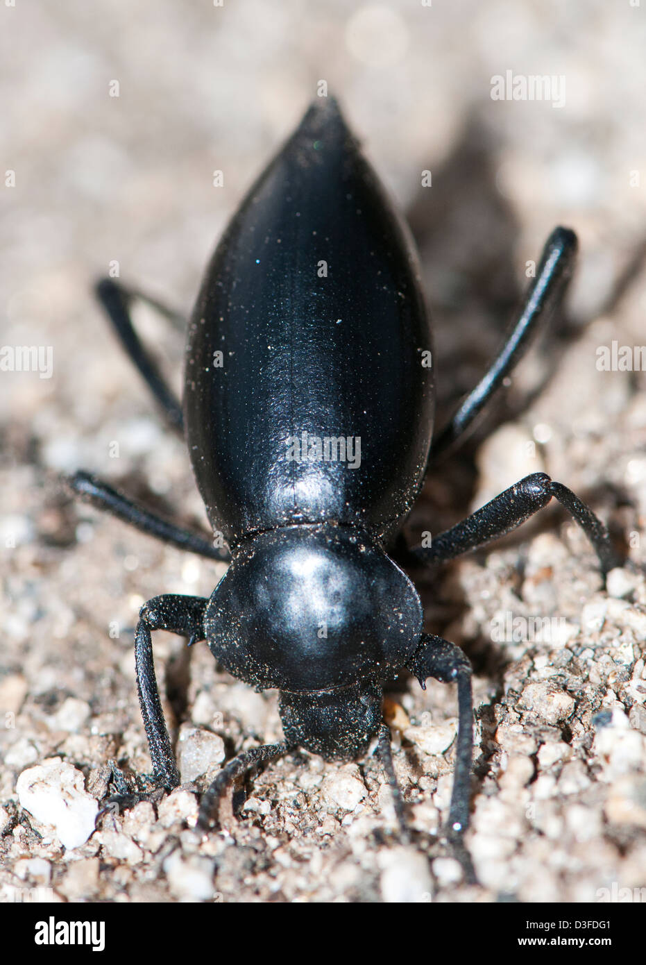 Pinacate scarabeo o il fetore beetle, una specie di darkling beetle in genere Eleodes Foto Stock