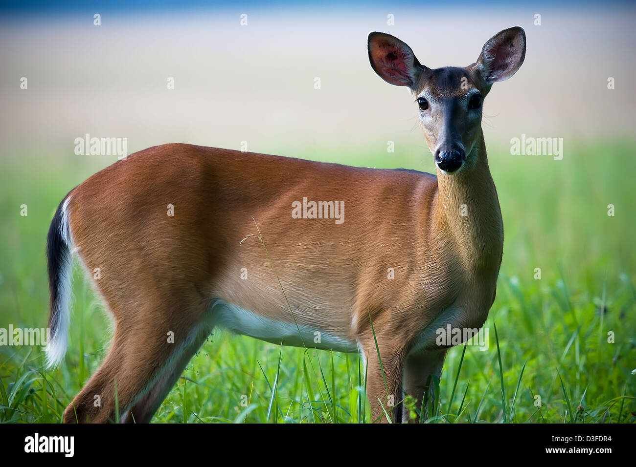 Un bellissimo Cervo femmina guarda la telecamera Foto Stock