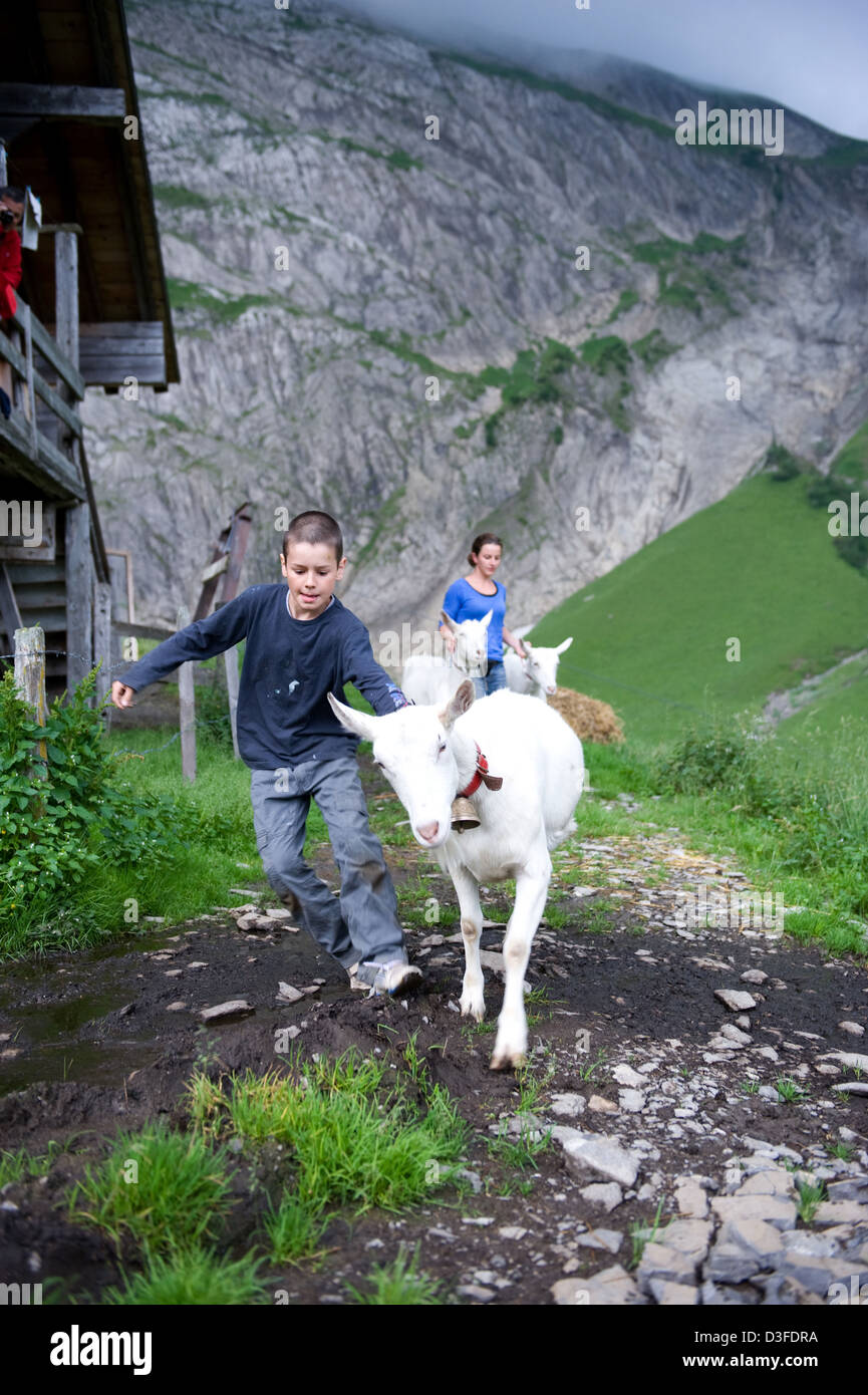 Blatti Alm, Svizzera, bambini con capre sul pascolo Foto Stock