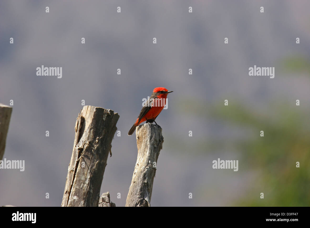 Scarlet bunting bird colore rosso colorato Foto Stock