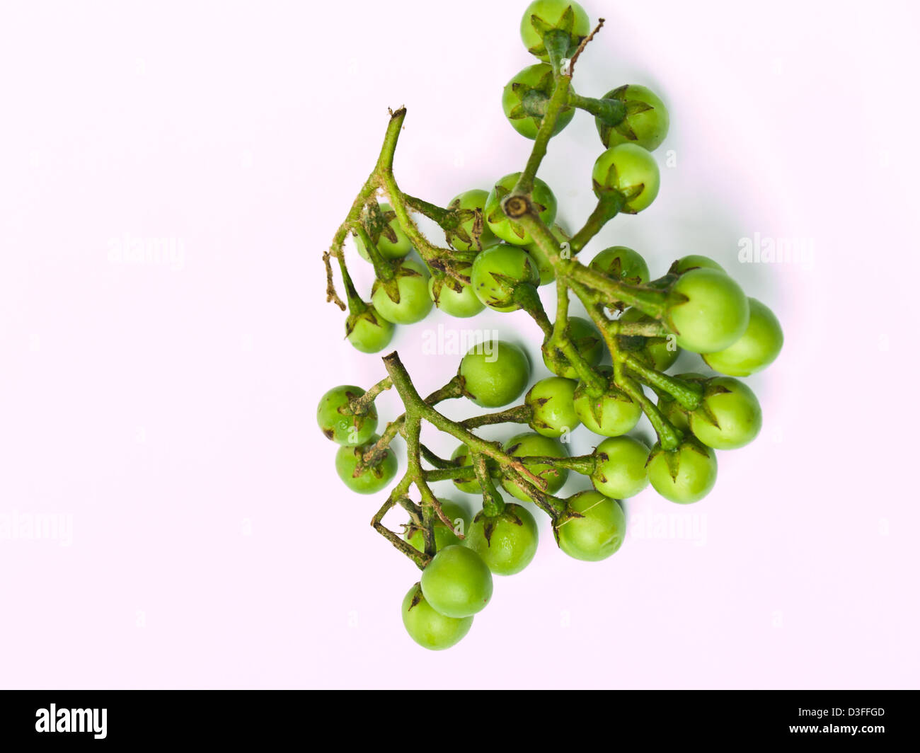 Il segnale di PEA melanzana, Solanum torvum , isolato su sfondo bianco Foto Stock