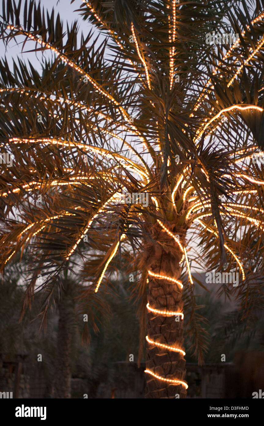 Palme da dattero illuminato da luci festose in Oman Foto Stock