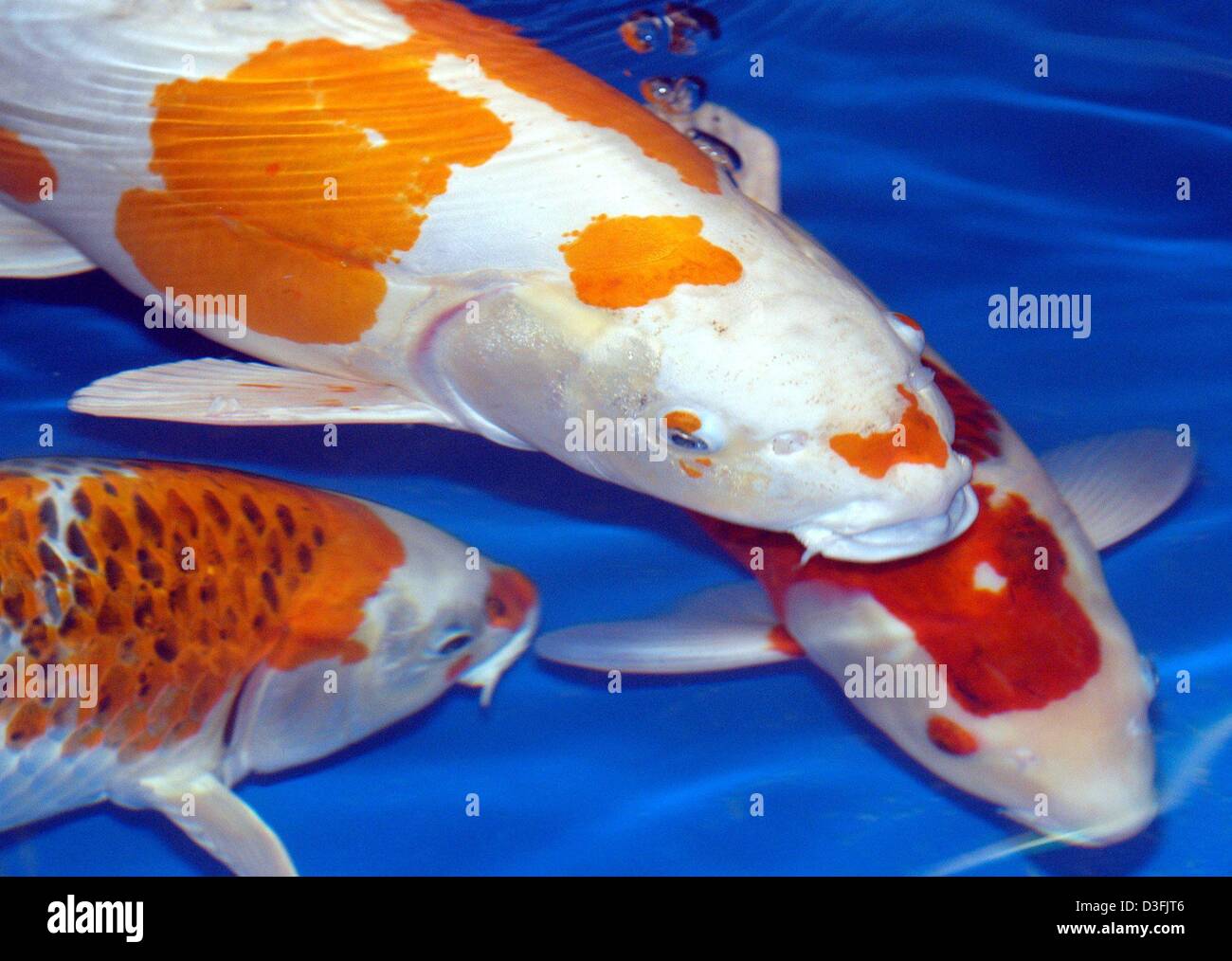 (Dpa) - Un gruppo di carpe nuotare in un bacino durante la fiera internazionale Interkoi in Bielefeld (Germania), 21 giugno 2003. La carpa comune è il precursore della presente giorno Koi. Koi non sono grandi pesci rossi, ma essi sono stati sviluppati dal giapponese oltre duecento anni fa sotto il nome di Nishikigoi. Queste meravigliose creature di solito vivono in una lussureggiante paesaggistica stagni di pesce all'aperto. Il Foto Stock