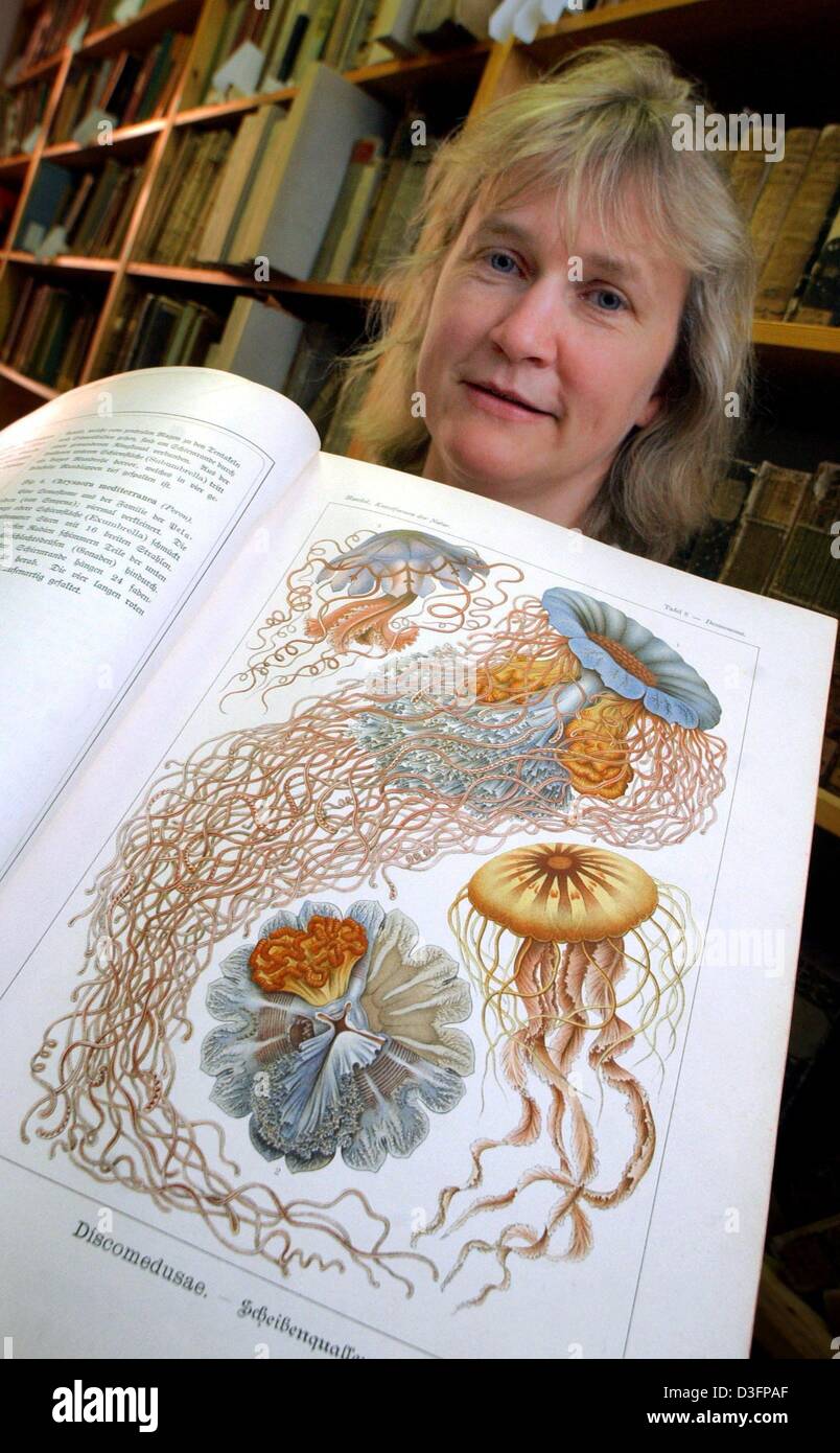 (Dpa) - assistente ricercatore Rosemarie Noedlich mostra un libro con dipinti di medusa, che sono stati disegnati da uno zoologo tedesco Ernst Haeckel (1834-1919) per il suo lavoro "Kunstformen der Natur" (artforms della natura) pubblicati tra il 1899 e il 1904, in Ernst Haeckel house presso l'università di Jena, Germania orientale, 6 maggio 2003. Haeckel ha studiato ed insegnato all università di Jena. Haecke Foto Stock