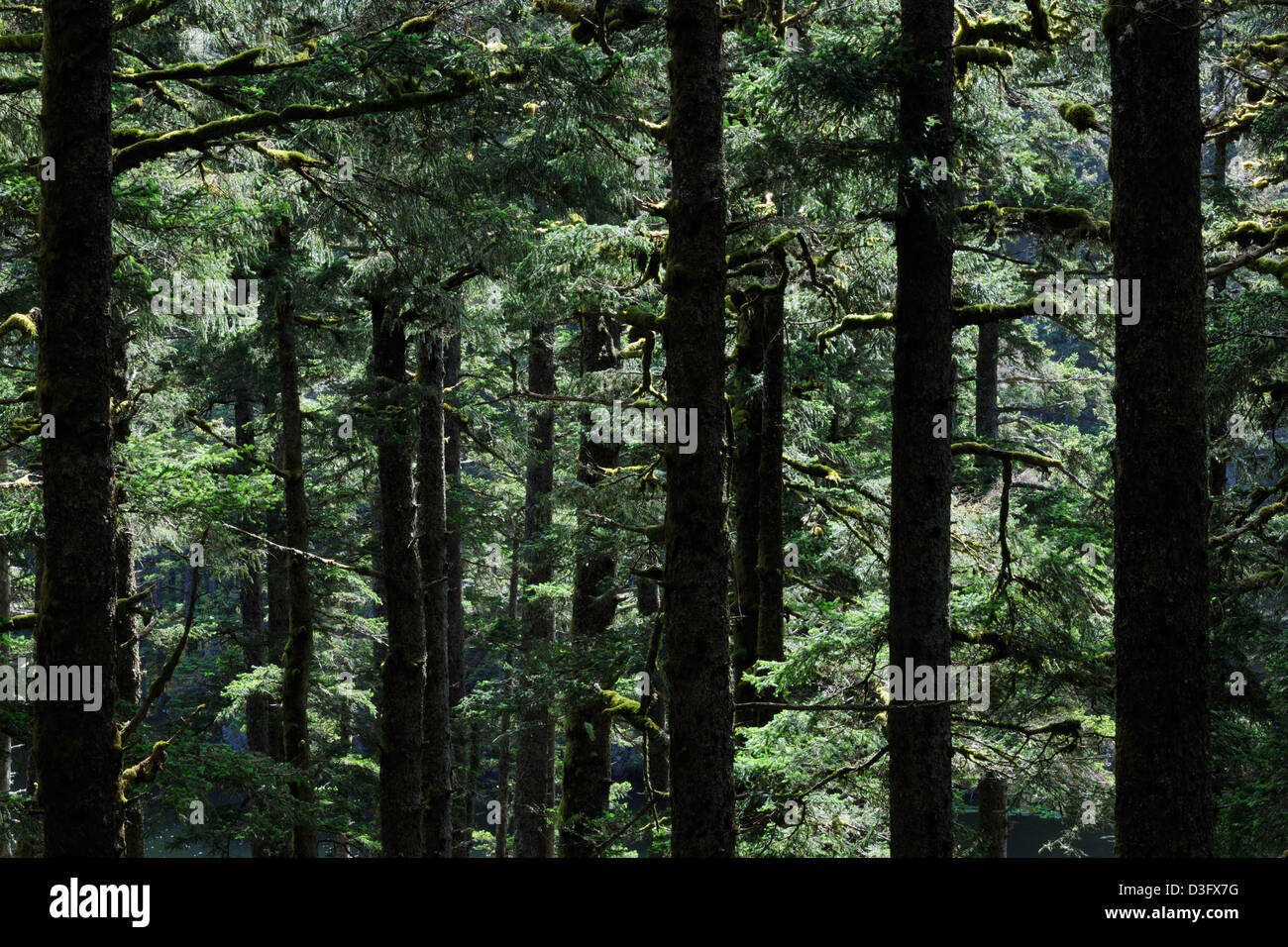 Alberi in un pacifico o il nord della foresta pluviale, retroilluminato a Fort Abercombie parco nazionale sull isola di Kodiak, Alaska, Stati Uniti d'America. Foto Stock