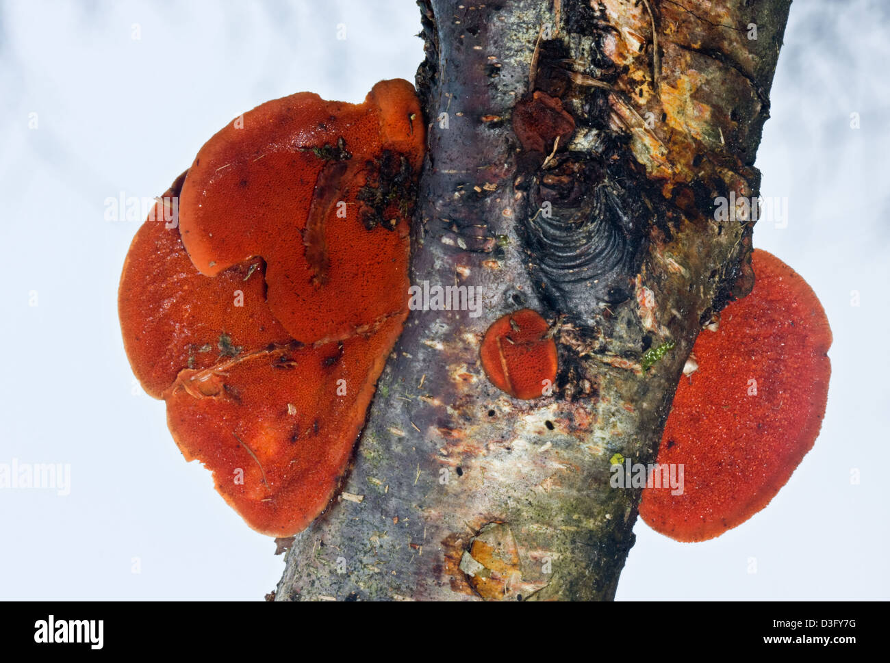 Pycnoporus Cinnabarinus su un ramo di marciume di betulla Foto Stock