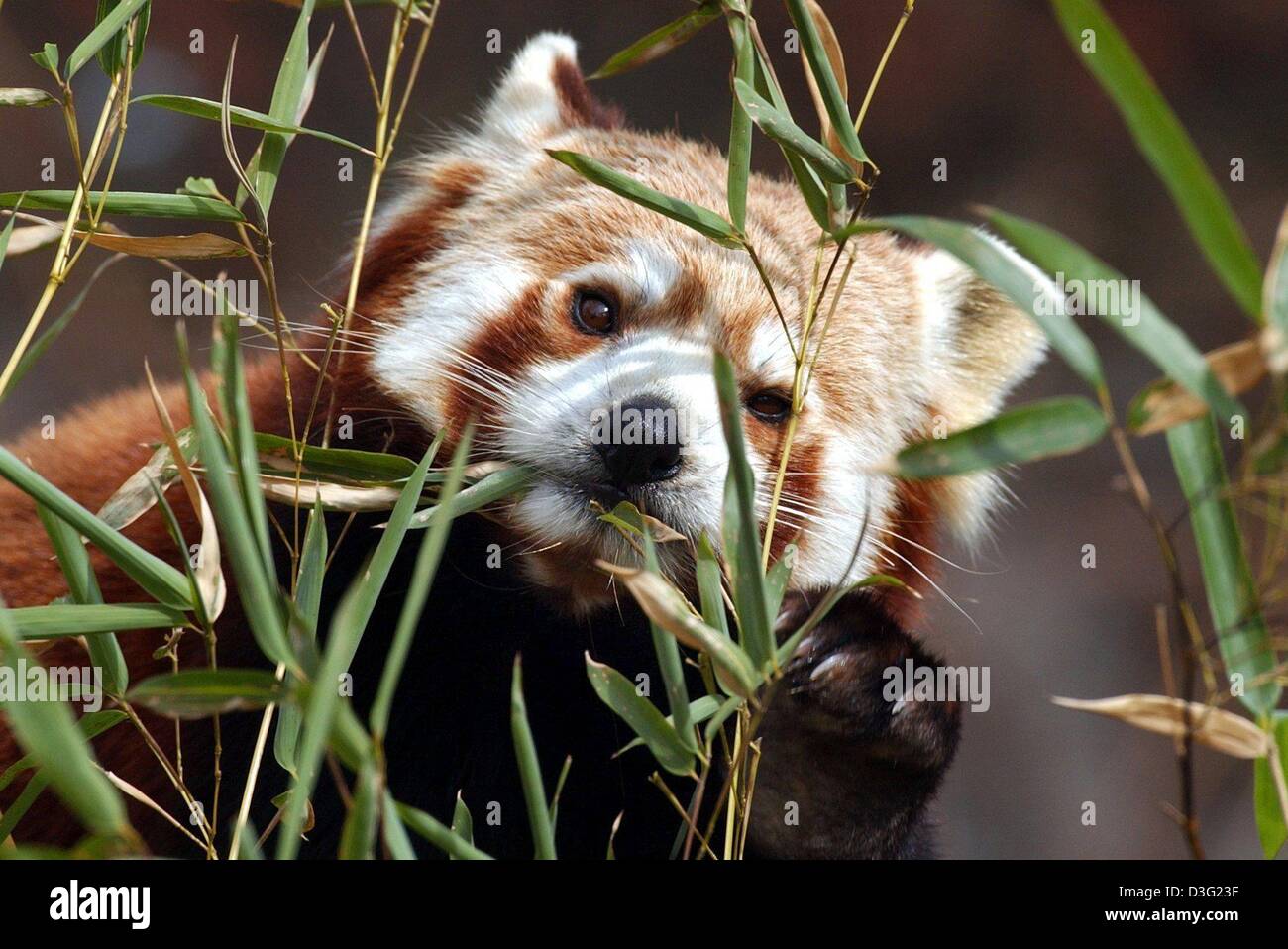 (Dpa) - un panda rosso si nutre di germogli di bambù in zoo Hellabrunn di Monaco di Baviera, Germania, 17 marzo 2003. Il nome panda proviene da 'Nigalya ponya' che è nepalese e mezzi mangiatore di bambù. Il rosso o panda minore si trova nel decidue foreste temperate in Himalayan mountain range nei paesi del Nepal, Bhutan, Tibet, Birmania e del Sichuan e Yunnan. Essi vivono ad una altitudine di Foto Stock