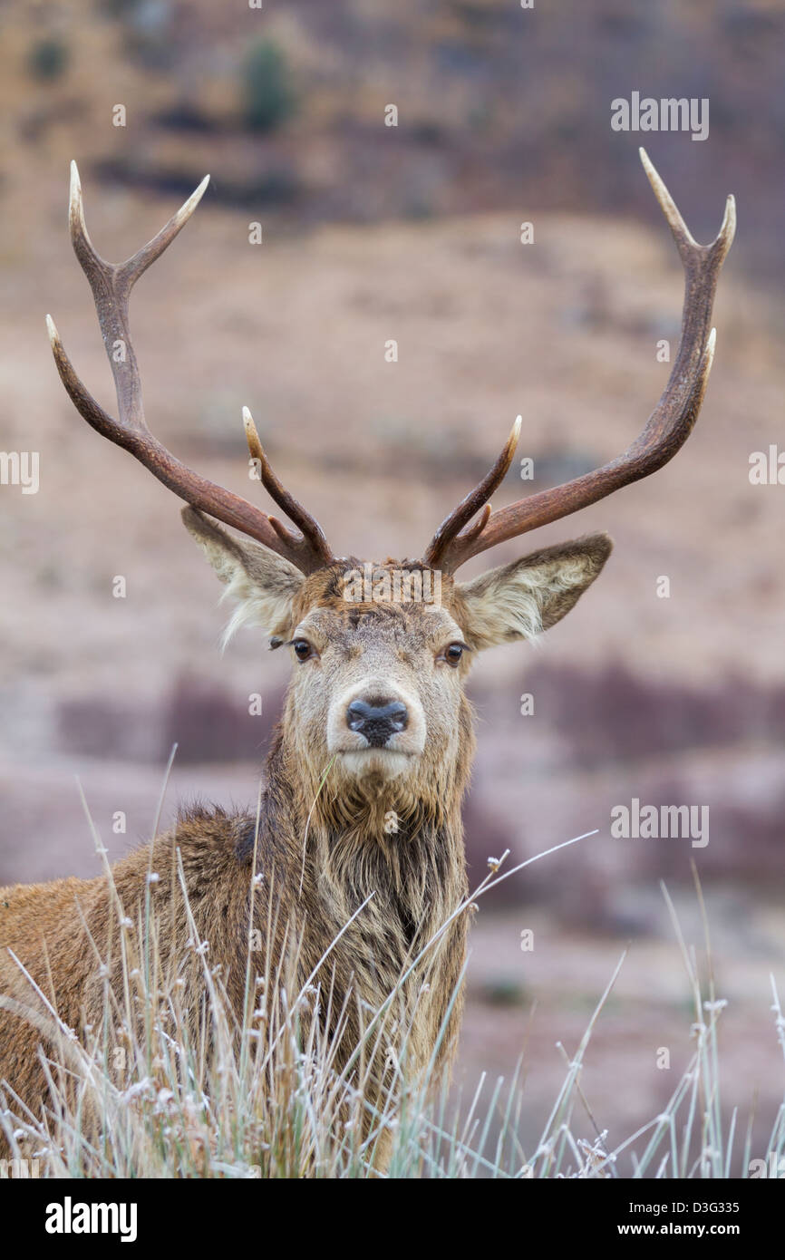 Completamente cresciuti Red Deer cervo a Glen Etive nelle Highlands scozzesi, Scozia Foto Stock