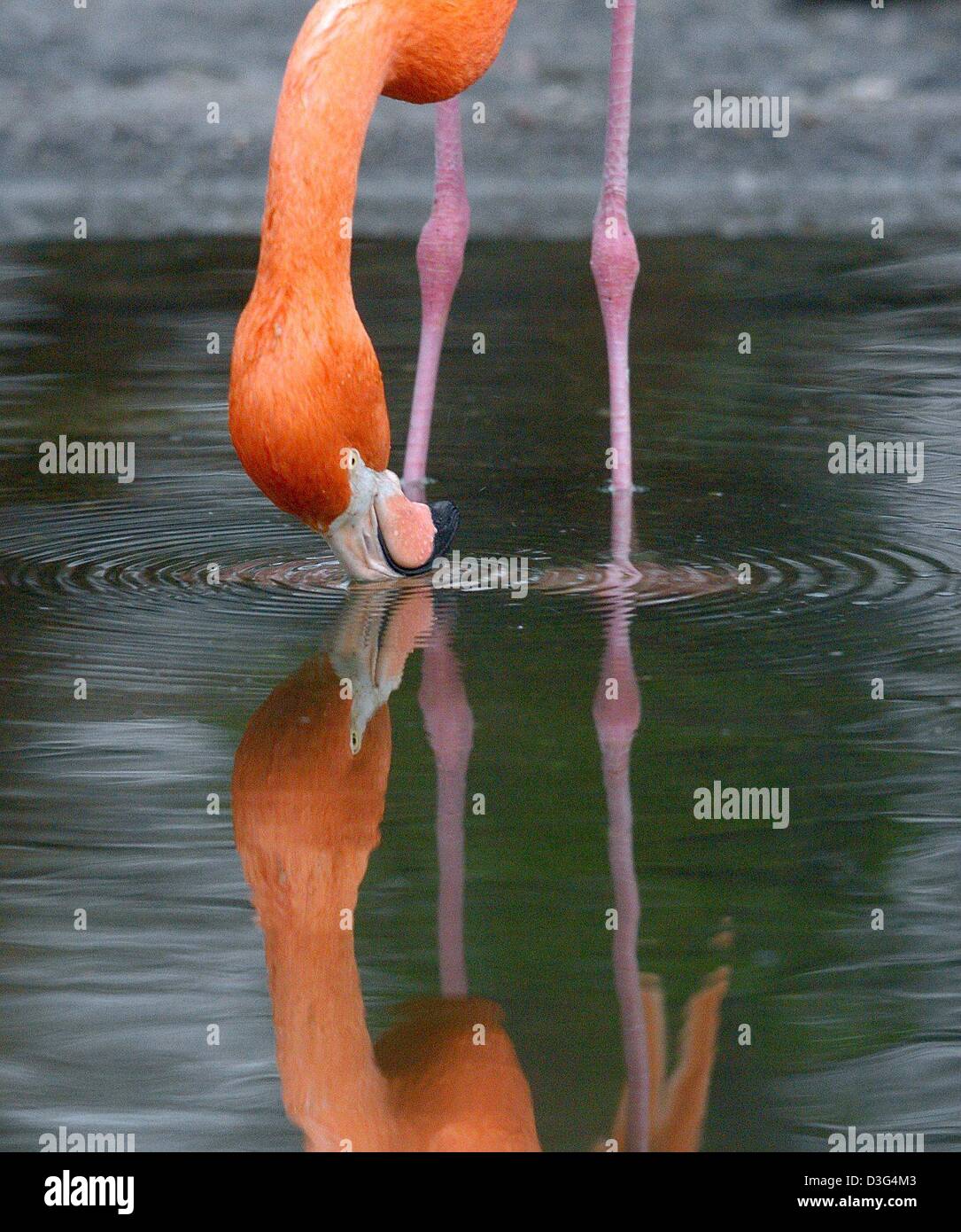 (Dpa) - una di colore arancione flamingo è riflessa nell'acqua come la sua beve un sorso di acqua nel suo contenitore in lo zoo di Berlino, 12 dicembre 2003. Foto Stock