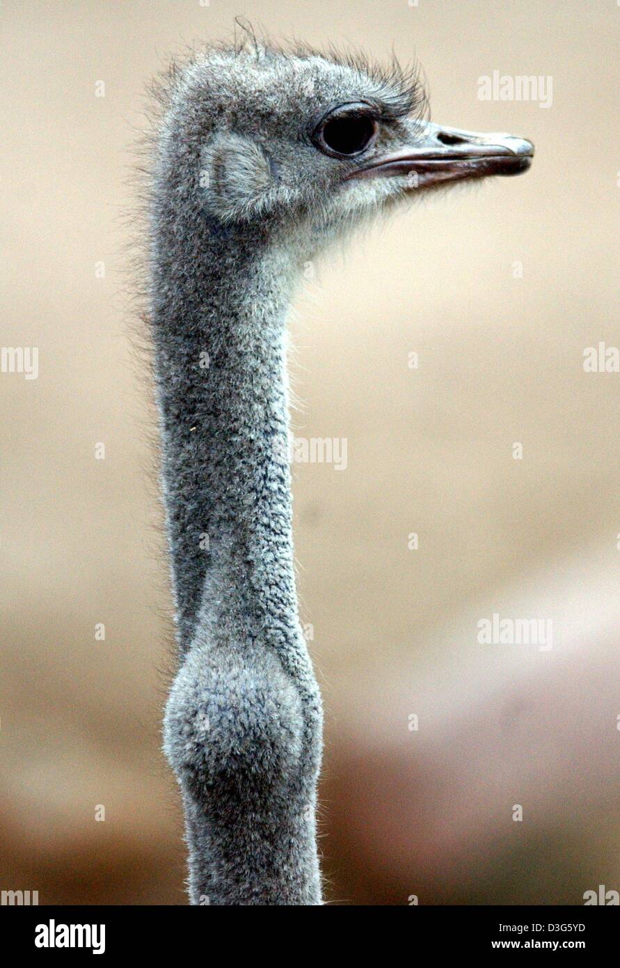 (Dpa) - Uno struzzo è la deglutizione un intero team di Apple nel giardino zoologico di Amburgo, 20 novembre 2003. Come ostrichs non possono masticare hanno a divorare i loro prodotti alimentari nel suo complesso. Nel loro stomaco il cibo viene frantumato in piccoli pezzi da pietre che hanno mangiato in anticipo. Foto Stock