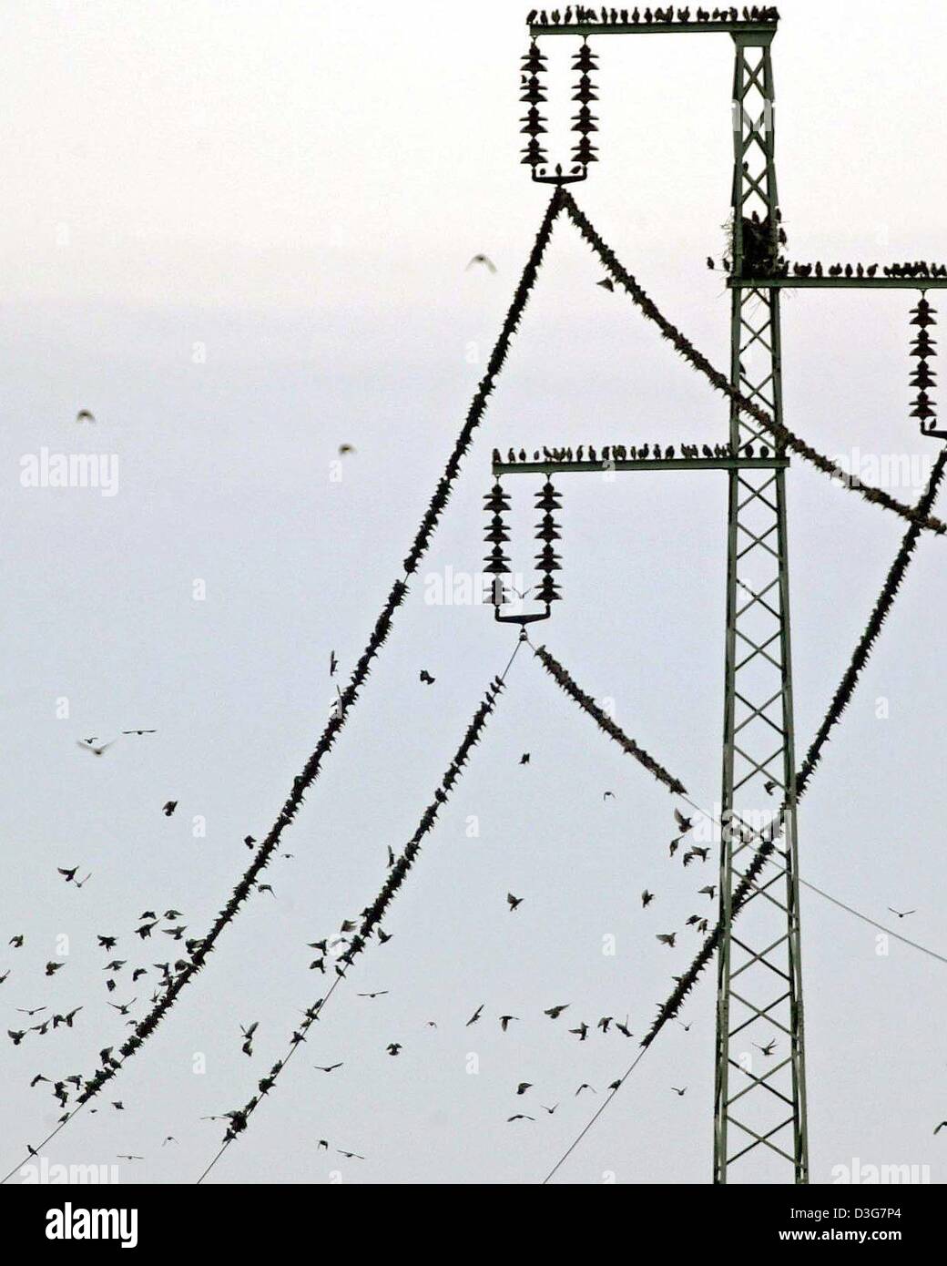 (Dpa) - Centinaia di storni a sedersi su un adattatore Powerline a raccogliere per il loro volo verso il sud, vicino a Landau, Germania Occidentale, 31 ottobre 2003. La storni volerà a sud di overwinter in un clima più mite. Foto Stock