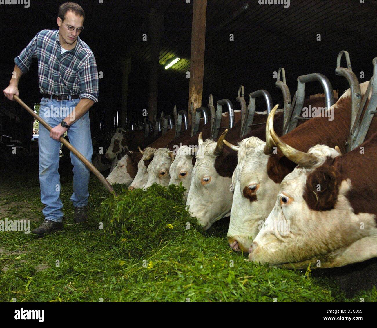 (Dpa) - un bracciante agricolo alimenta le vacche da latte con mangime fresco su una fattoria biologica vicino Hassfelden, Germania, 25 ottobre 2004. 70 Vacche e vitelli 70 vengono messi in funzione della specie presso la stalla. Foto Stock
