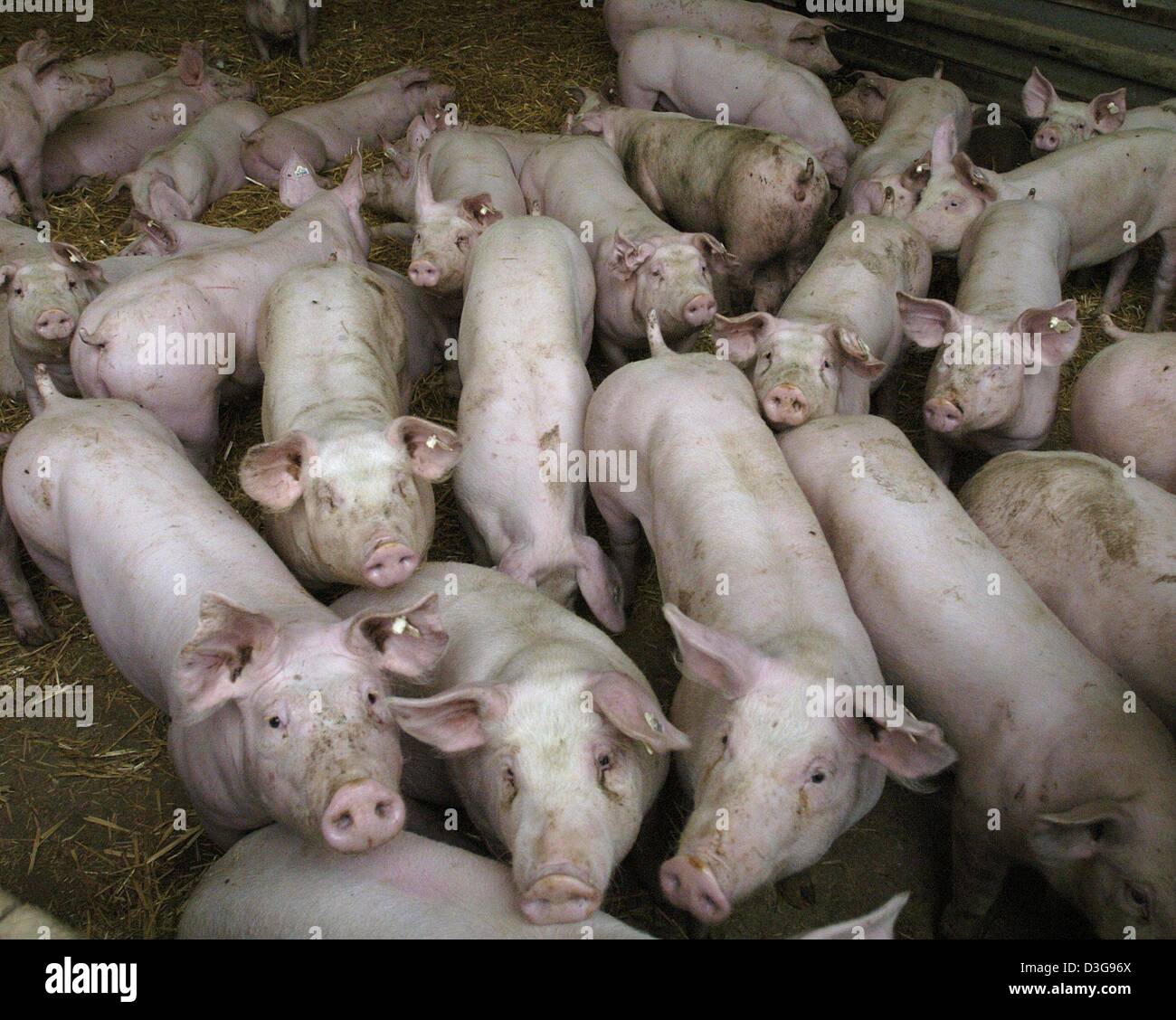 (Dpa) - Suini curiosamente guarda nella lente su una fattoria biologica vicino a Waldenburg, Germania, 25 ottobre 2004. Circa 600 suini sono condizionati appropriata alla specie presso l'azienda. Foto Stock