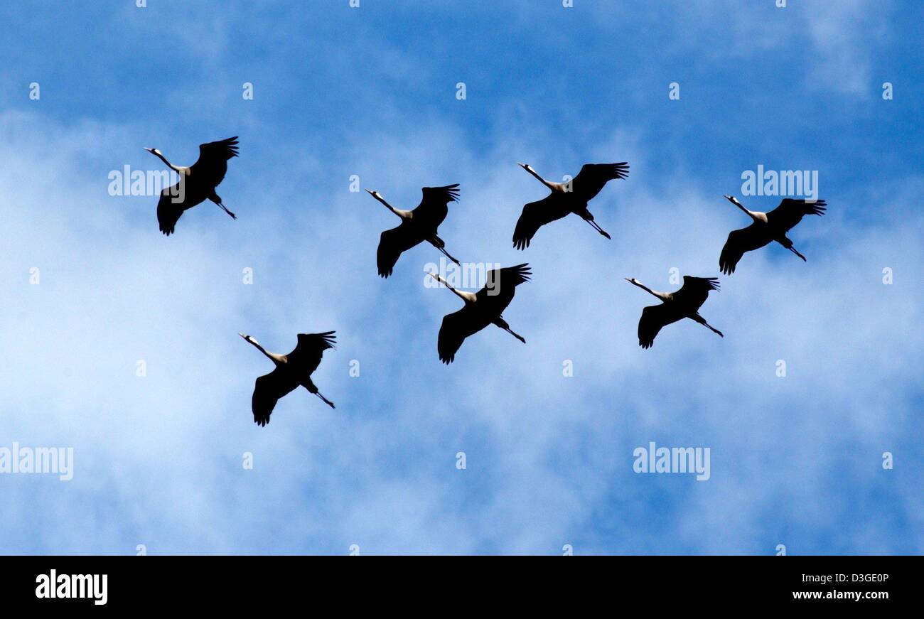 (Dpa) - Un gruppo di gru volare in formazione attraverso il cielo in Schlepzig, Germania, 15 settembre 2004. Ogni anno le gru sposta verso sud a sud della Francia, in Spagna o in Portogallo a overwinter in un clima più mite. Foto Stock