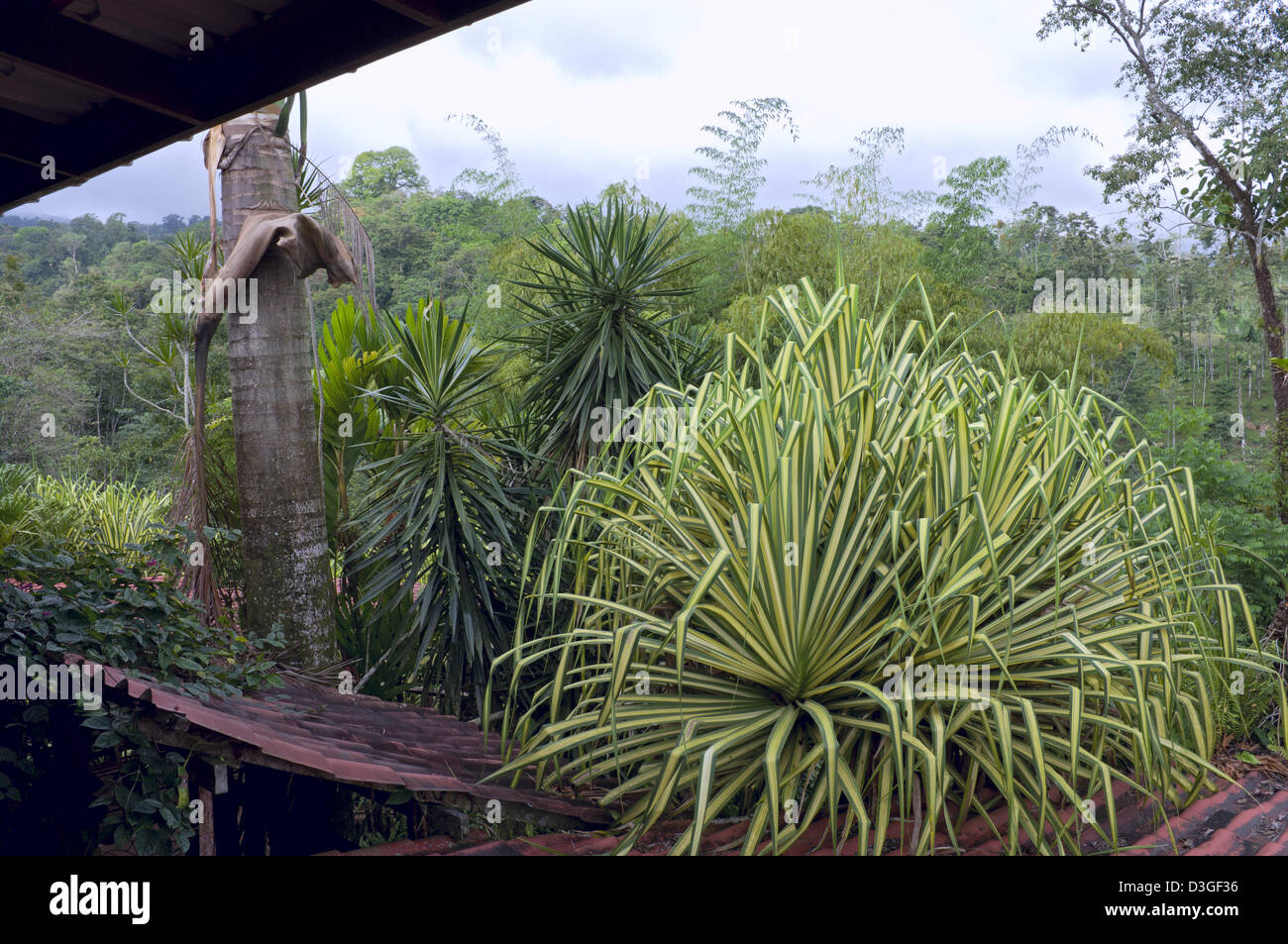 Yucca piante o Yucca filamentosa e palme paese confinante casa nella foresta di pioggia Foto Stock