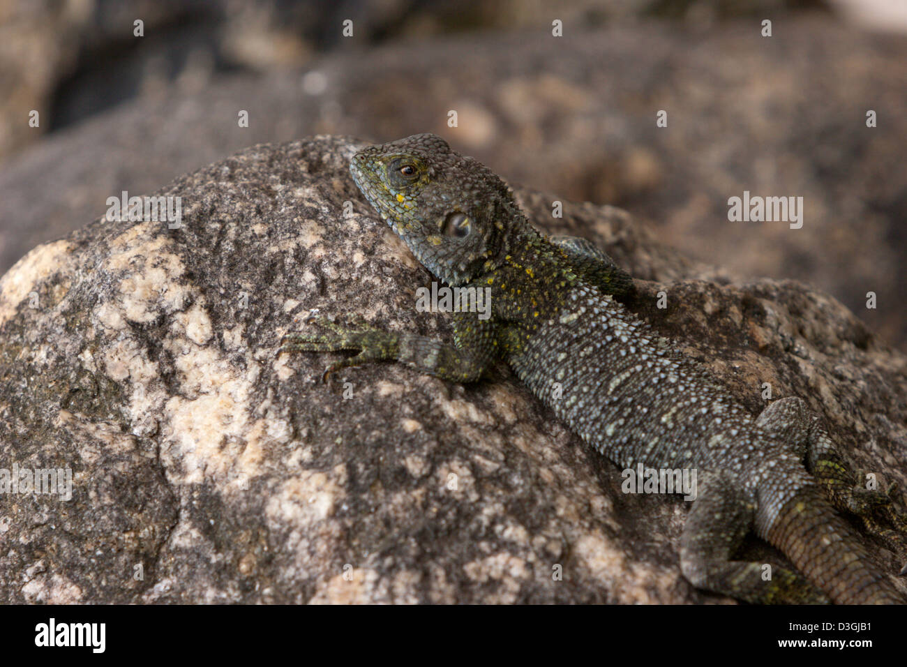 Lizard Africa femmina camuffamento di rettili Foto Stock