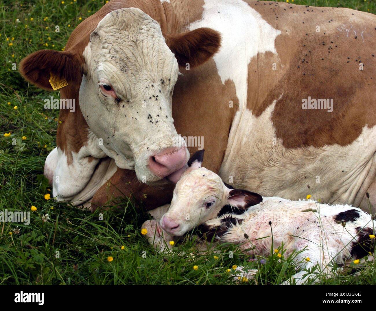 (Dpa) - una mucca si trova sull'erba e amorevolmente lambisce l orecchio del suo vitello neonato in Otterfing, Germania, 7 luglio 2004. Il leccamento serve per pulire resti del sacco amniotico e anche per applicare un massaggio che stimola la giovenca la circolazione. Foto Stock