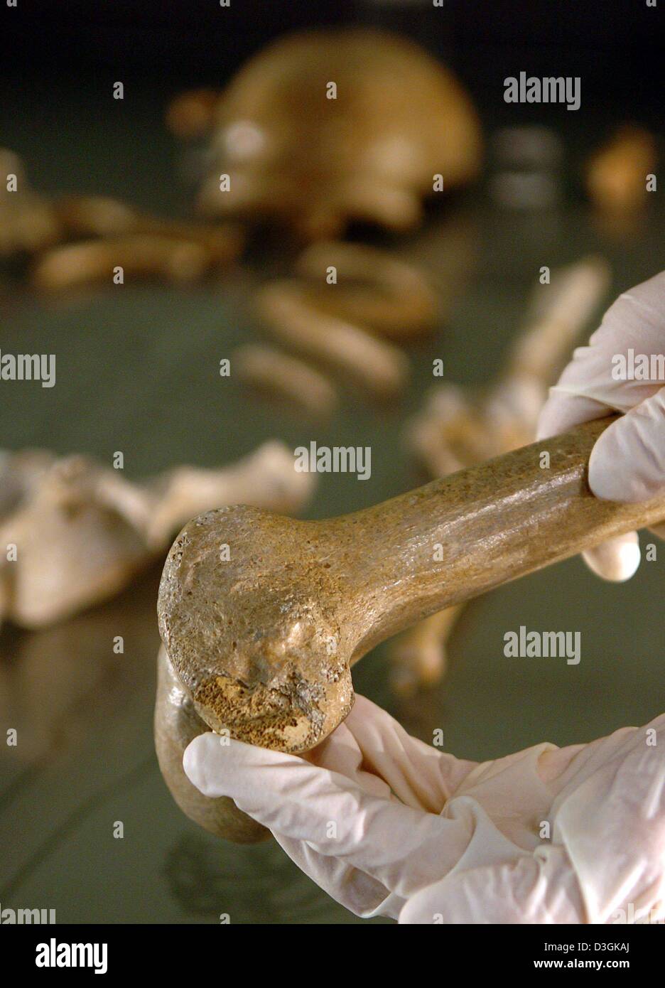 (Dpa) - Uno scienziato si inserisce un pezzo di femore al ginocchio di uno scheletro di Neanderthal a Bonn, Germania, 15 luglio 2004. L'osso è stato trovato in 2000 ed è parte di un puzzle scientifico per ricostruire lo scheletro completo di un uomo di Neanderthal. Un team di tedesco e noi gli scienziati sono ora state in grado di montare quattro più parti per l'antico scheletro che è stato trovato nei pressi di Duesseldorf, Germania Foto Stock
