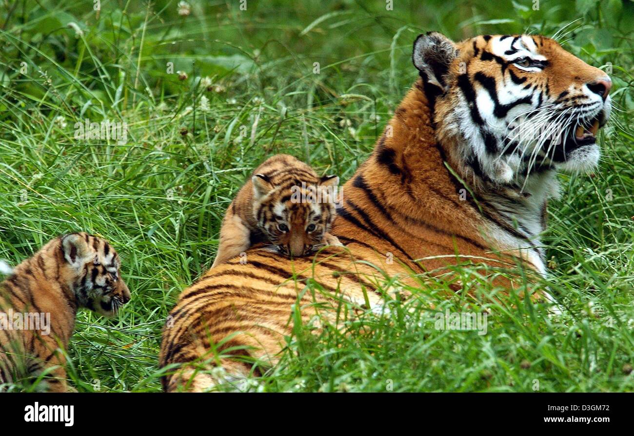 (Dpa) - due a sei settimane di età tigre siberiana neonati (L) strisciare attorno alla loro madre "Leila' al Hellabrunn parco animale a Monaco di Baviera, Germania, 09 luglio 2004. La Siber è il gatto più grande della preda nel mondo che può pesare fino a 250 kilogramms. La loro jung di solito il soggiorno fino a due anni con la madre al fine di apprendere le competenze di caccia. Foto Stock