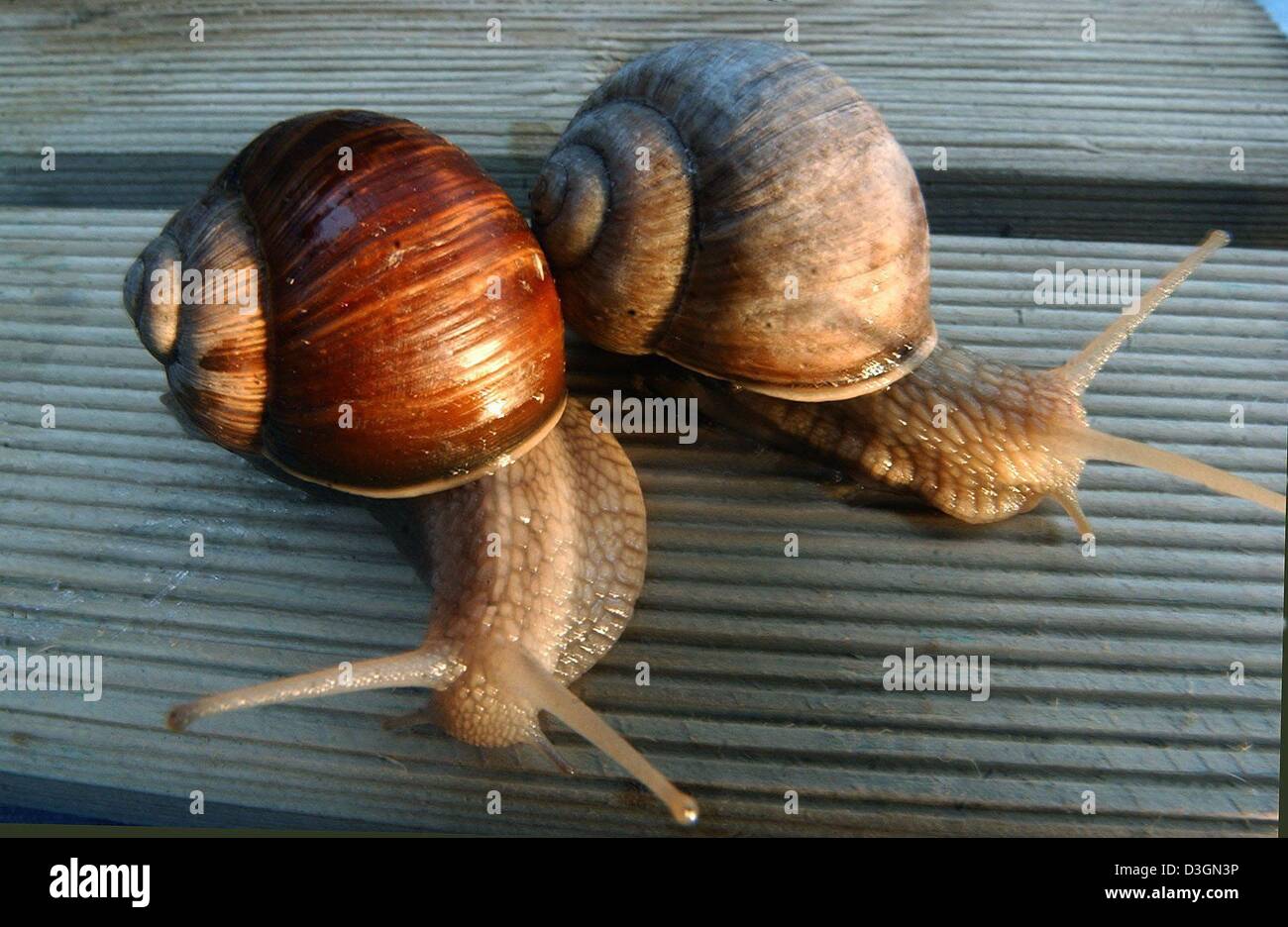 (Dpa) - Due lumache di Borgogna crawl lentamente su una tavola di legno in Lehnitz, Germania, 16 giugno 2004. Con i loro 5 cm ad alta case sulle loro spalle sono il più grande di lumache in Europa. Poiché essi sono considerati una specialità in molti paesi europei sono allevati nel cosiddetto 'nail gardens". Foto Stock