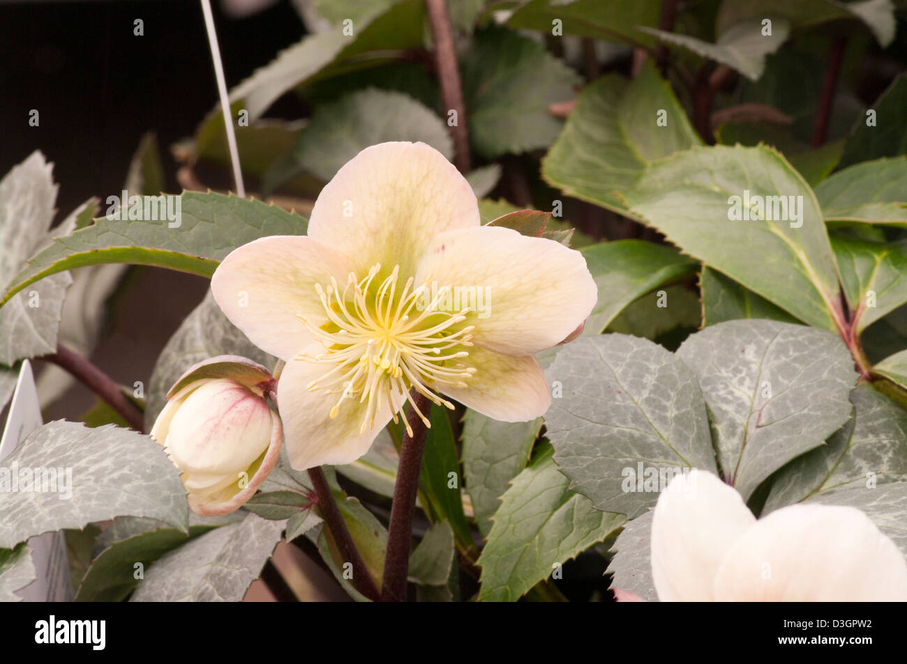 Helleborus Inverno Veratro Moonbeam Foto Stock