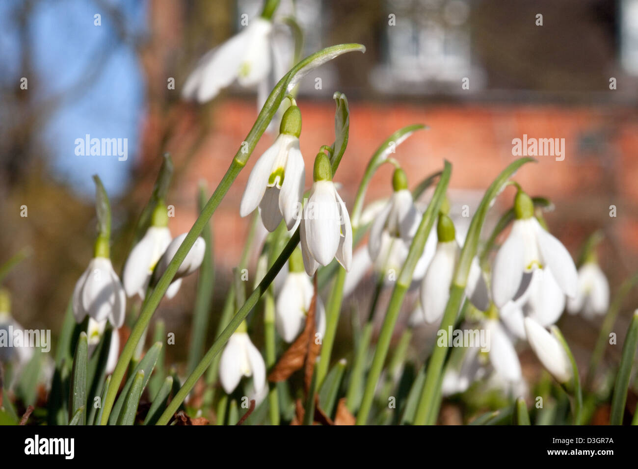 Snowdrop fiori contro un vecchio edificio di mattoni, Chippenham Park House, Cambridgeshire Regno Unito Foto Stock