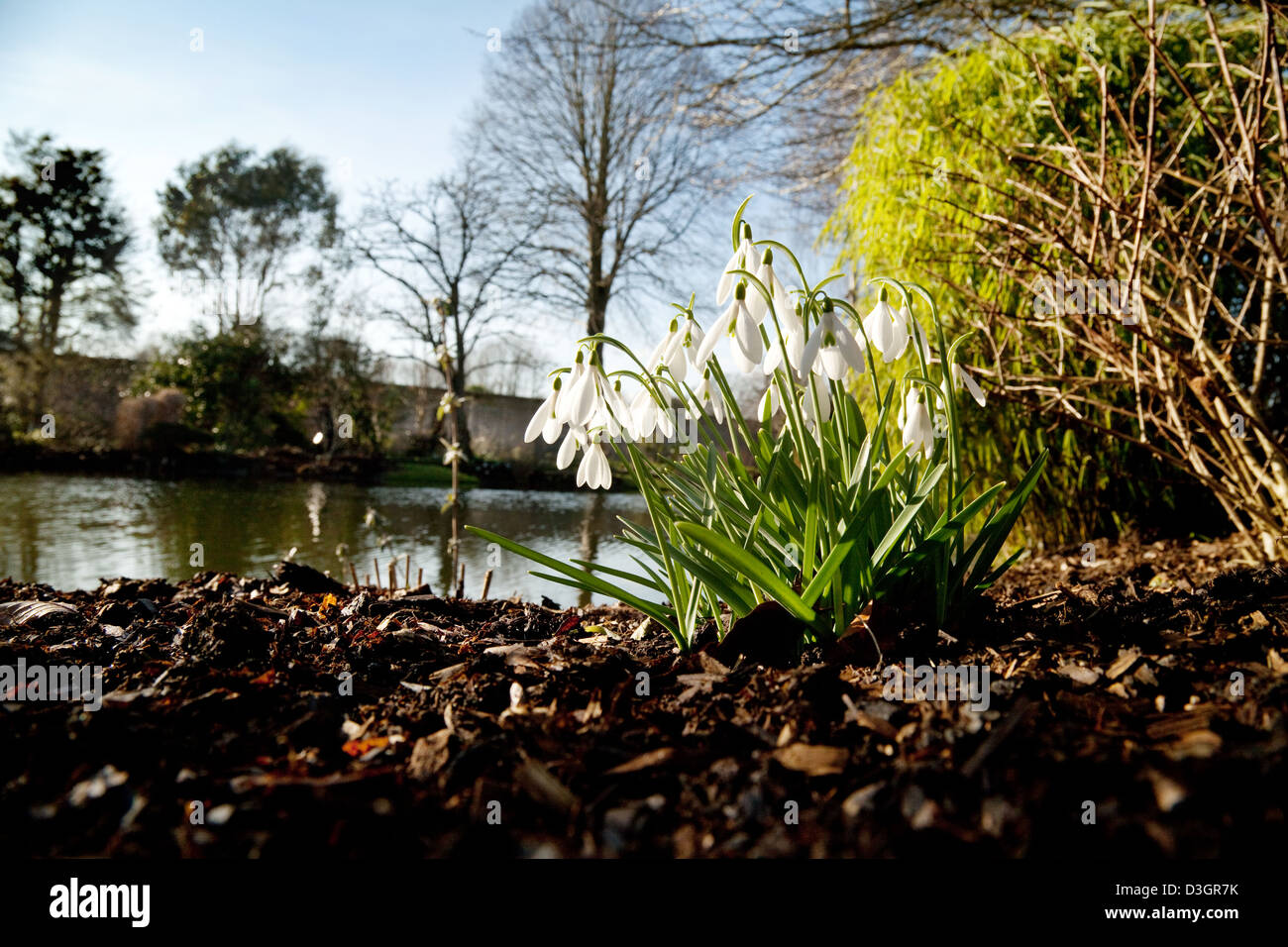 Bucaneve in fiore - fioritura da acqua in primavera, febbraio, UK, Chippenham Park House, Cambridgeshire Foto Stock
