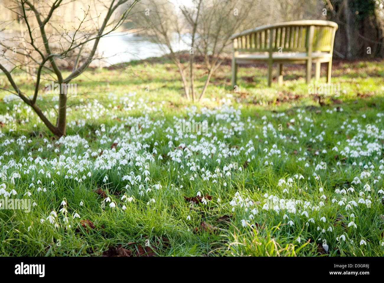 Snowdrops fioritura in un giardino inglese con panca in legno, Chippenham Park House, Cambridgeshire Regno Unito Foto Stock