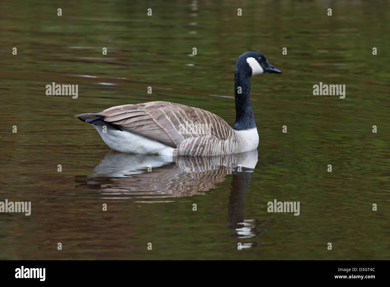 Canada Goose nuotare in un laghetto rendendo le increspature e che mostra una riflessione Foto Stock