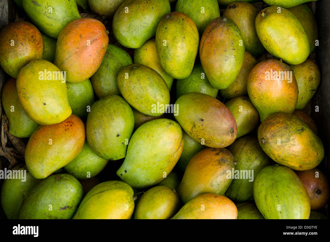 Manghi per la vendita, Mombasa, in Kenya Foto Stock