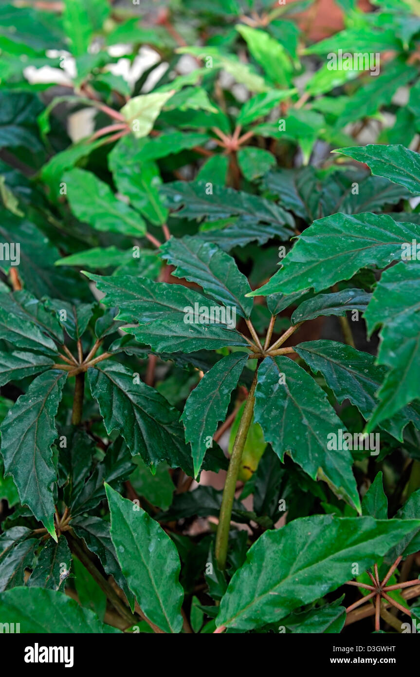 Begonia carolineifolia attraente bordo seghettato refilato foglie verde fogliame Foto Stock