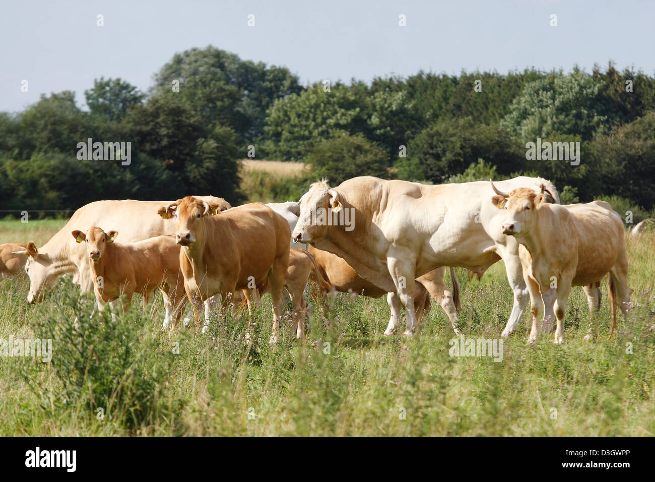 Allevamento di Bestiame Limousin Bos primigenius taurus sul prato, Bassa Sassonia, Germania Foto Stock