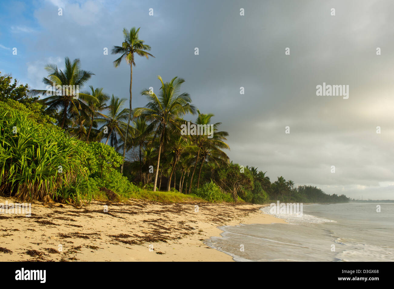 Palme spiaggia, costa sud vicino la spiaggia di Diani, Kenya Foto Stock
