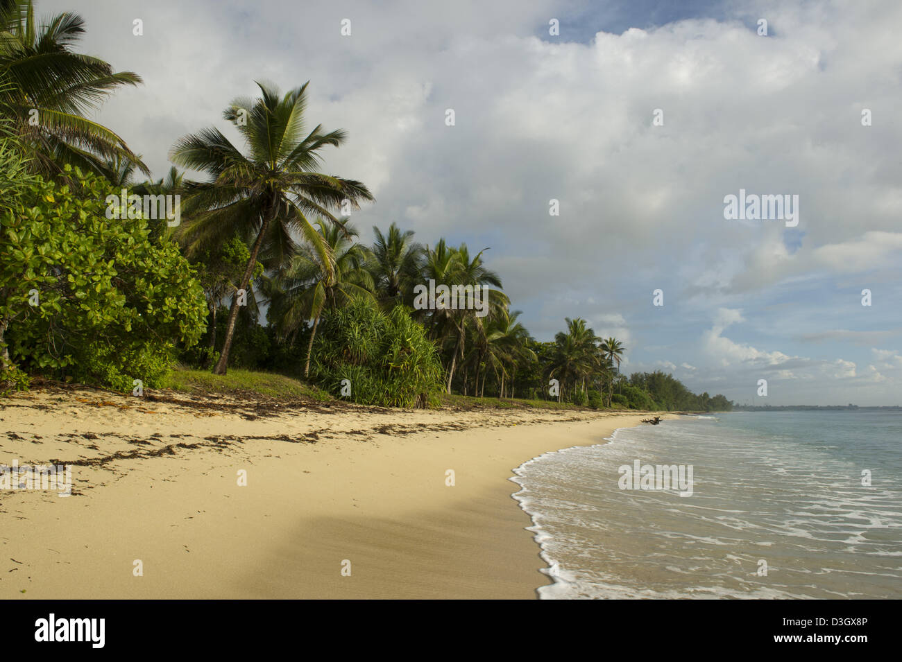 Palme spiaggia, costa sud vicino la spiaggia di Diani, Kenya Foto Stock
