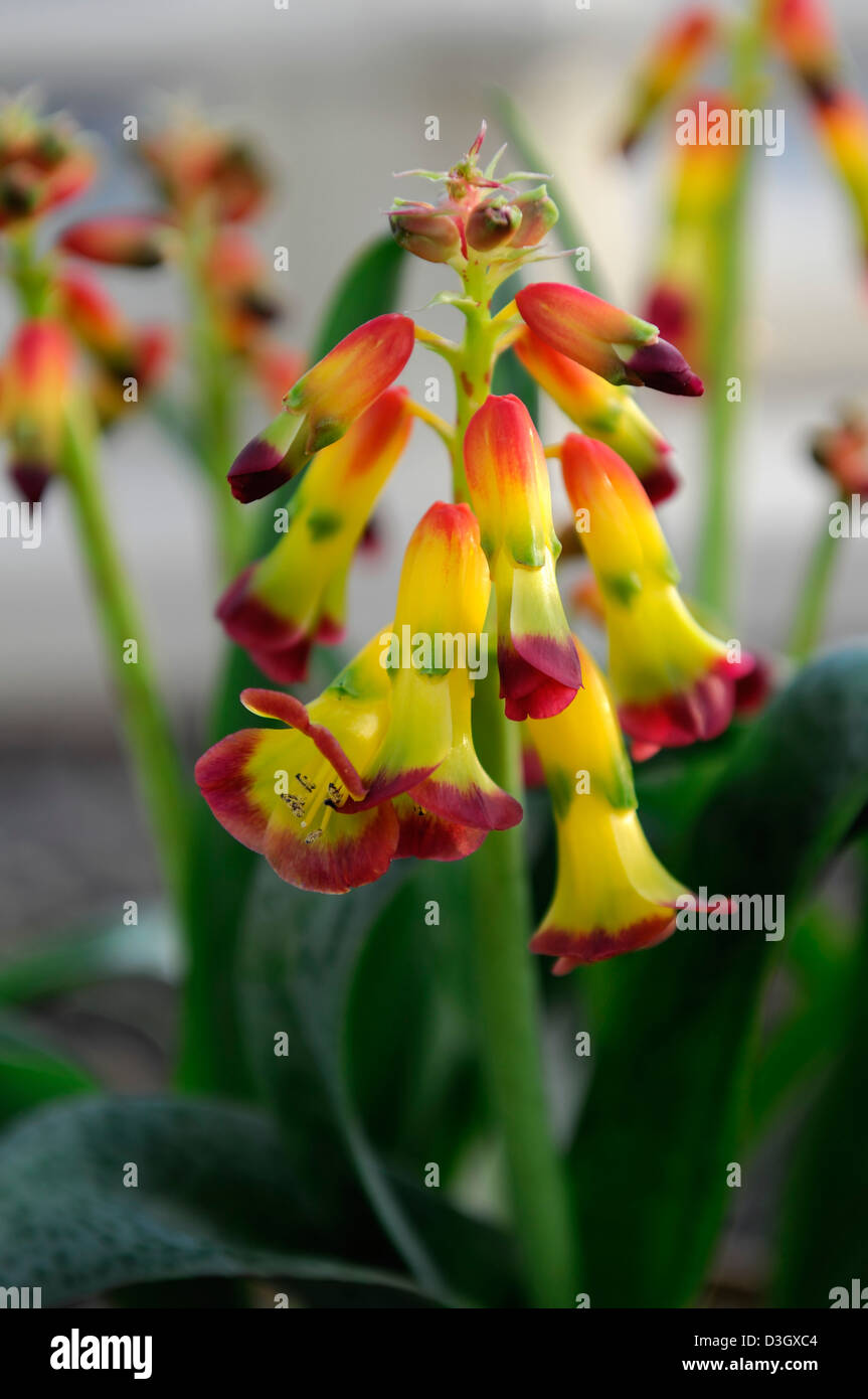 Lachenalia aloides cape cowslip fiori fioritura fiorisce colori colori giallo rosso houseplants indoor all'interno di gara Foto Stock