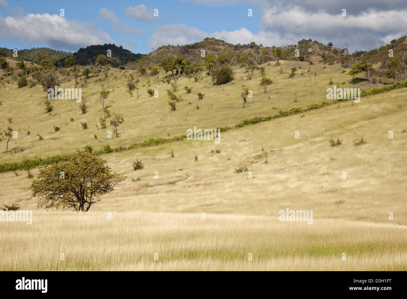 Collina erbosa pendici della catena montuosa della Sierra Maestra, Cuba, dei Caraibi Foto Stock