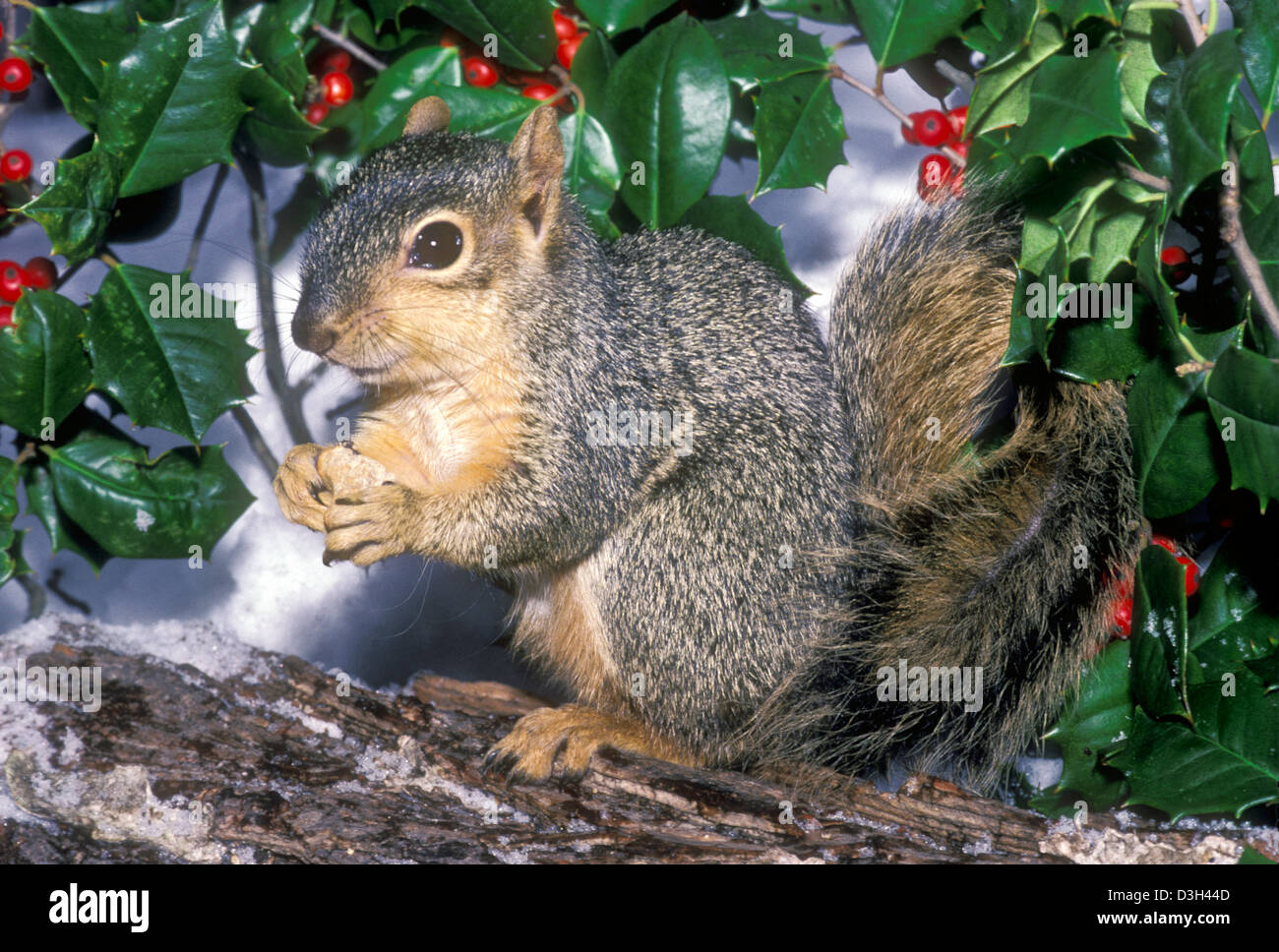 Natale: Orientale carina Fox Squirrel, Sciurus carolinensis, appollaiato sul ramo di mangiare il dado circondato da holly con bacche rosse nella neve Foto Stock