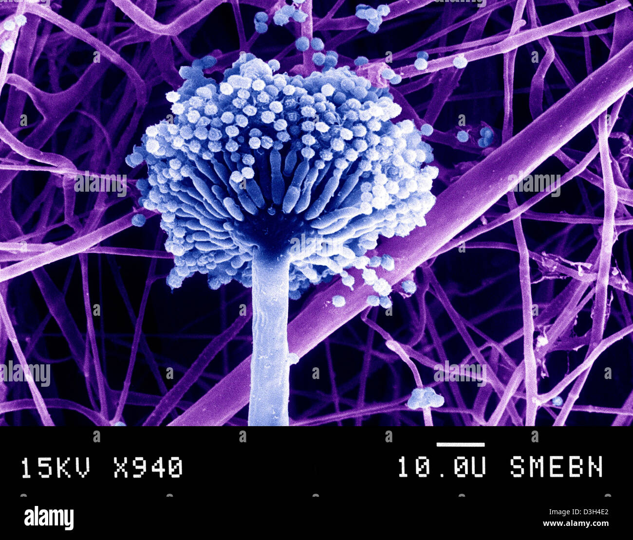 ASPERGILLUS NIGER Foto Stock