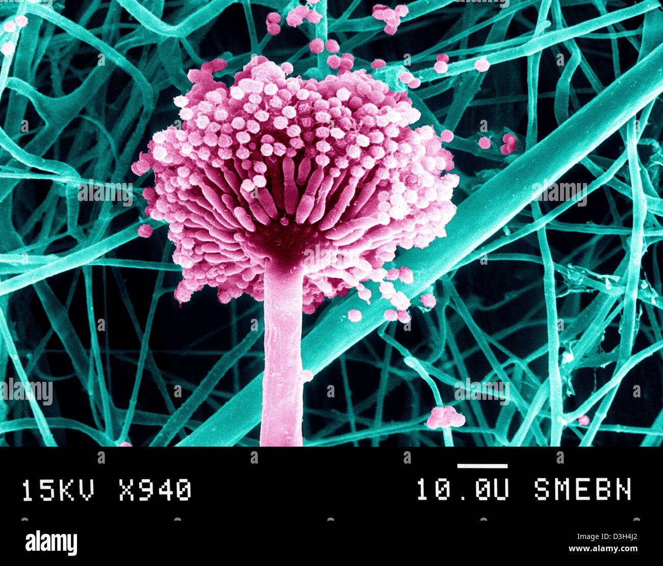ASPERGILLUS NIGER Foto Stock