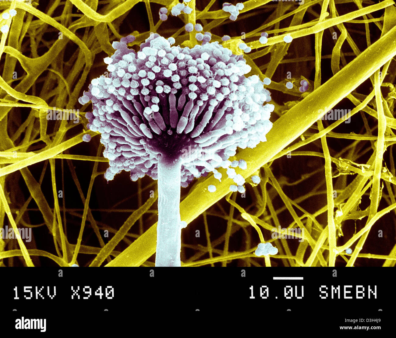 ASPERGILLUS NIGER Foto Stock