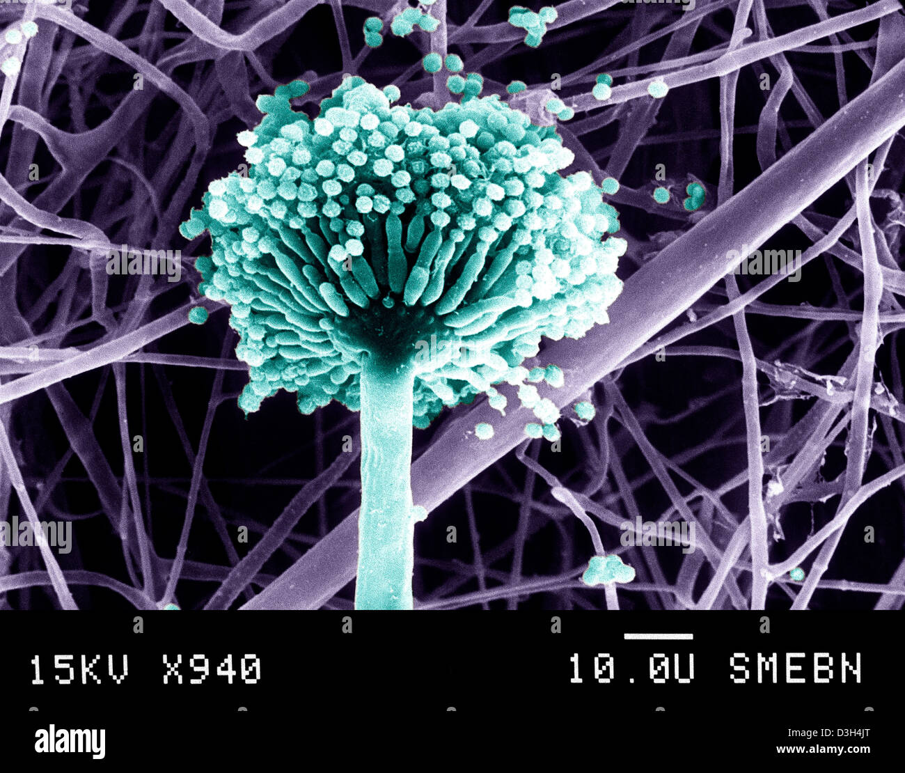 ASPERGILLUS NIGER Foto Stock