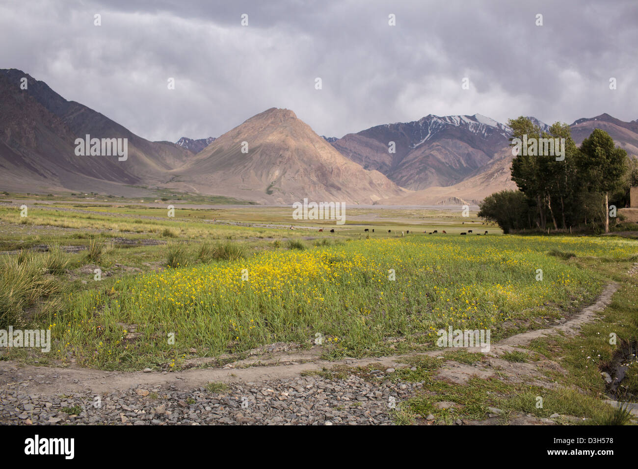 Un campo di semi di ravizzone o colza di fiori in Sarhad-e-Broghil, alla fine del Wakhan Corridor, Badakshan, Afghanistan Foto Stock