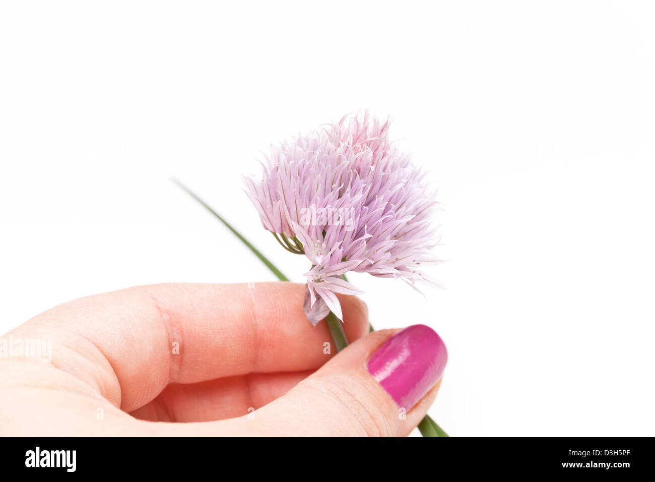 Fiore di erba cipollina Foto Stock