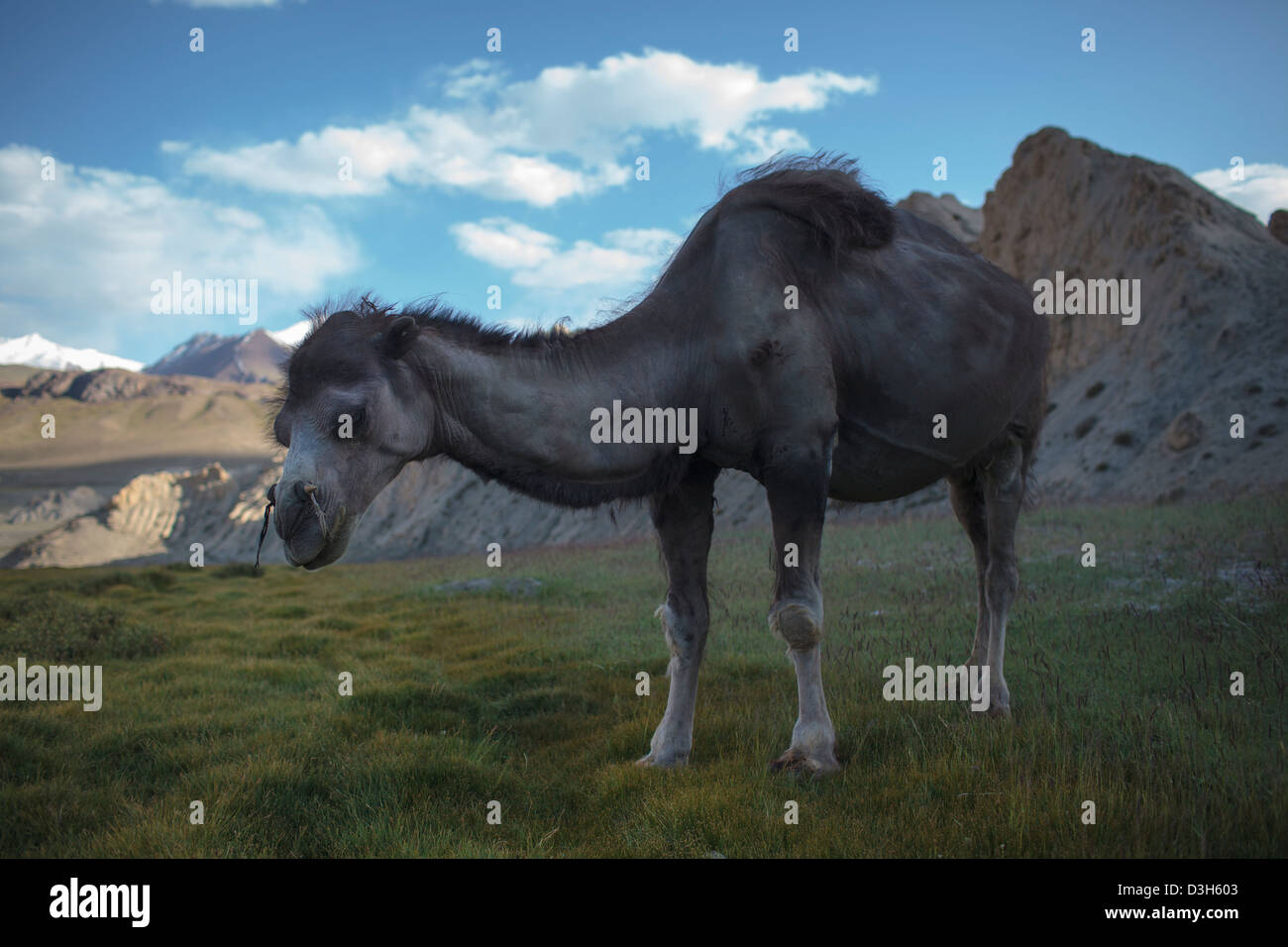 Lone camel nel Wakhan Corridor, Badakshan, Afghanistan Foto Stock