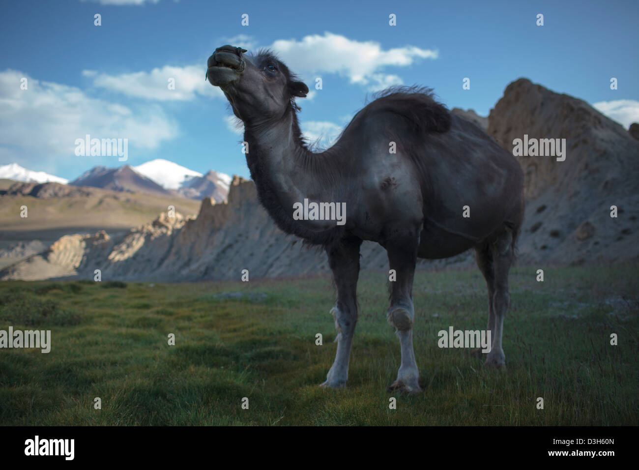 Lone camel nel Wakhan Corridor, Badakshan, Afghanistan Foto Stock