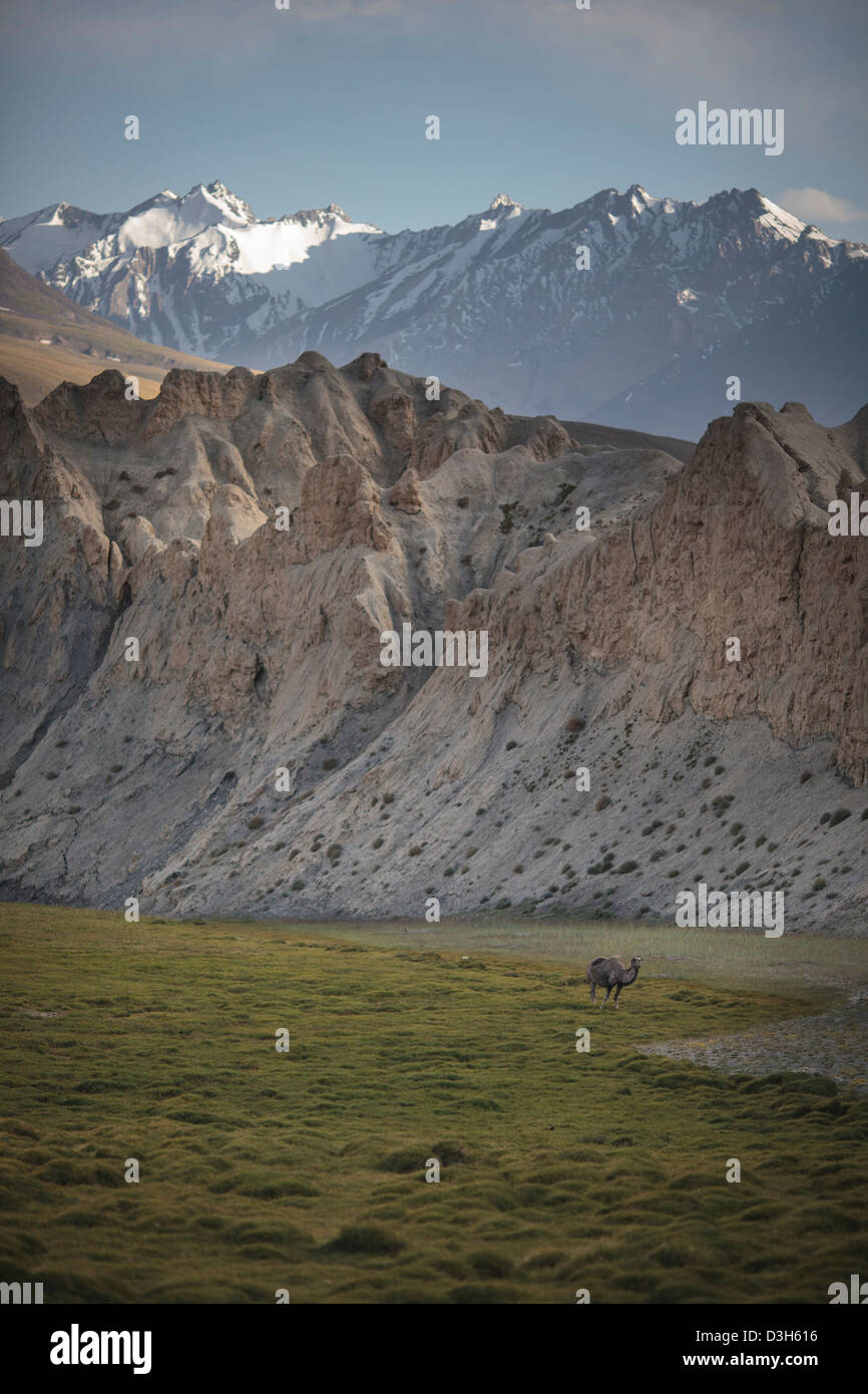 Lone camel nel Wakhan Corridor, Badakshan, Afghanistan Foto Stock