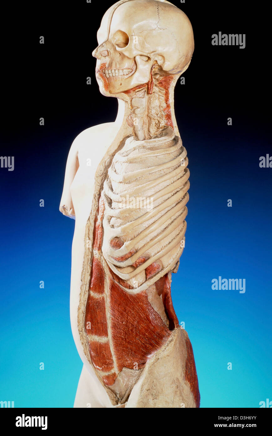 ANATOMIA Foto Stock