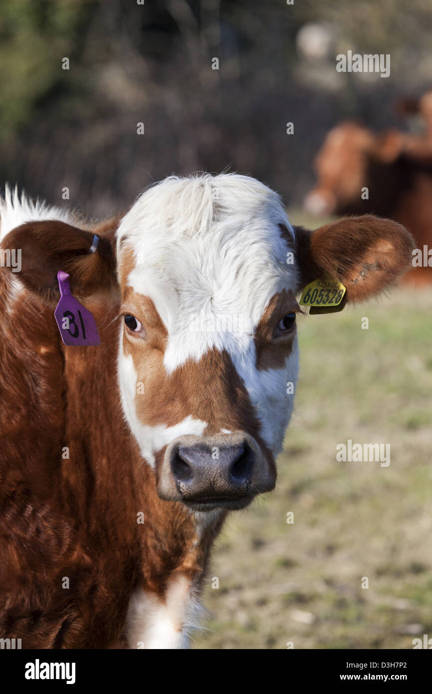 Mucca con marchi auricolari Foto Stock