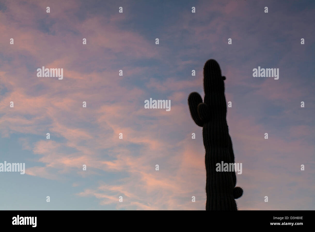 Cactus Saguaro e cielo all'alba Foto Stock